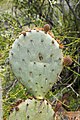 * Nomination Prickly pear close-up (Opuntia spp), Jewel of the Creek, Arizona --Tagooty 03:02, 11 April 2023 (UTC) * Promotion  Support Good quality. --XRay 03:08, 11 April 2023 (UTC)