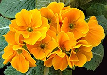 The carotenoids in primrose produce bright red, yellow and orange shades. Primula aka.jpg