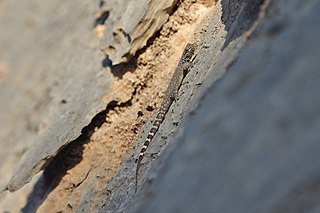 <i>Pristurus celerrimus</i> Species of lizard