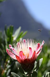 <i>Protea venusta</i> Species of flowering plant