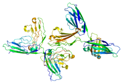 Protein NCAM1 PDB 1epf.png