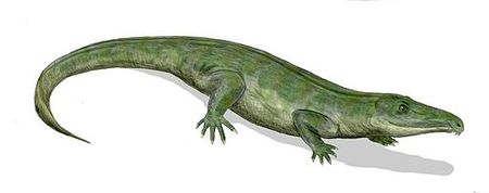 Tập_tin:Proterosuchus_BW.jpg