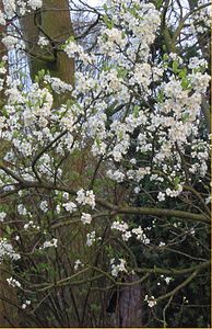 Prunus domestica pruim 'Opal' tak.jpg