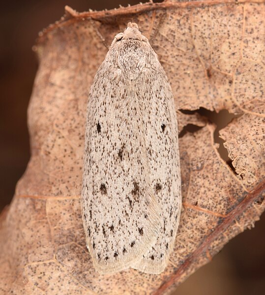 File:Pseuderotis obiterella imported from iNaturalist photo 59599074 on 28 October 2023.jpg