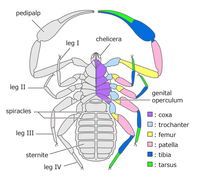 Morphology of a pseudoscorpion