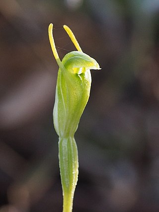 <i>Pterostylis glebosa</i> Species of orchid