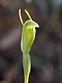 Pterostylis glebosa