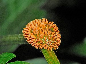 Pucciniaceae - Puccinia recondita.JPG