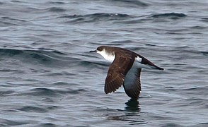 Manx shearwater