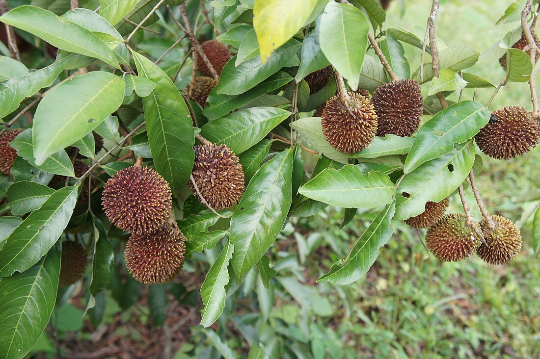 Pulasan