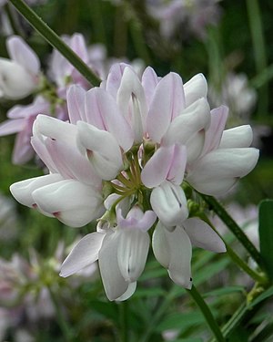 Purple Crownvetch (Securigera varia)