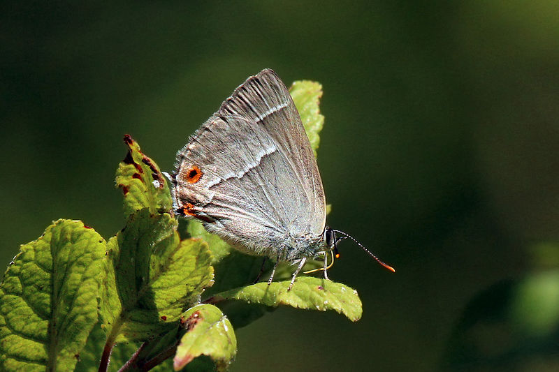 File:Purple hairstreak (Neozephyrus quercus) female underside.jpg