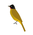 Sep. 08: Black-crested Bulbul