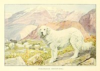 Пастушьи собаки — Википедия