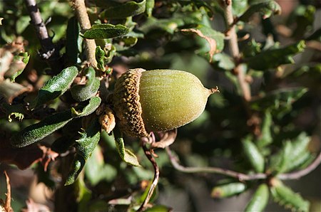 Quercus dumosa