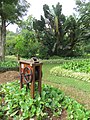 Exemplar adulto na Quinta do Palheiro Ferreiro, Funchal, Madeira