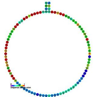 Small nucleolar RNA SNORD43