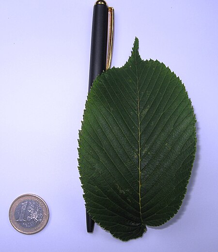 Tập_tin:RN_U._laciniata_var._Nikkoensis_leaf.jpg