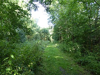 Hintlesham Woods