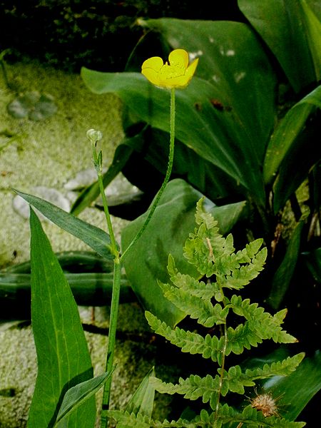 File:Ranunculus lingua000.jpg