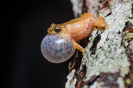 Raorchestes parvulus (male) (Karin bubble-nest frog)