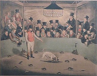 Billy, the celebrated rat-killing dog, London, circa 1823 Rat Killing Dog.jpg