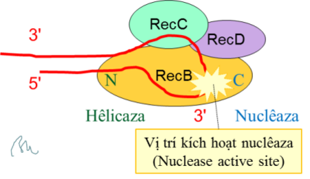 Tập_tin:RecBCD_nuclease.png