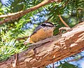 Thumbnail for File:Red-breasted nuthatch (93879).jpg
