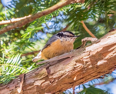 Red-breasted nuthatch in Green-Wood Cemetery