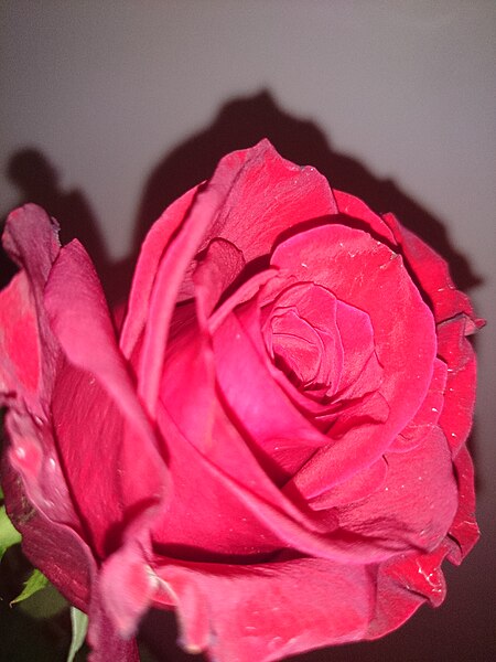 File:Red Rose Valentines Day.JPG