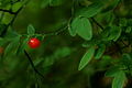 Red huckleberry (5905828412).jpg