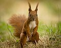 Red squirrel (48238629147).jpg