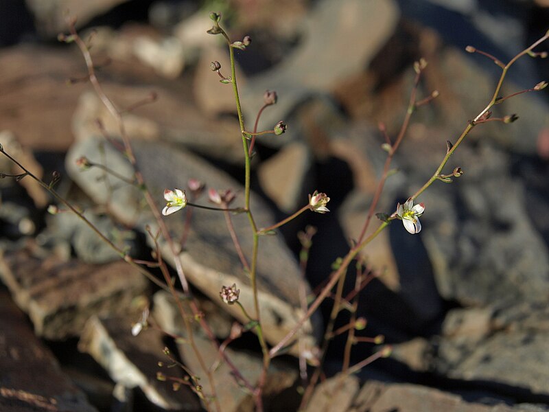 File:Redtip threadplant, Nemacladus orientalis (45361843634).jpg