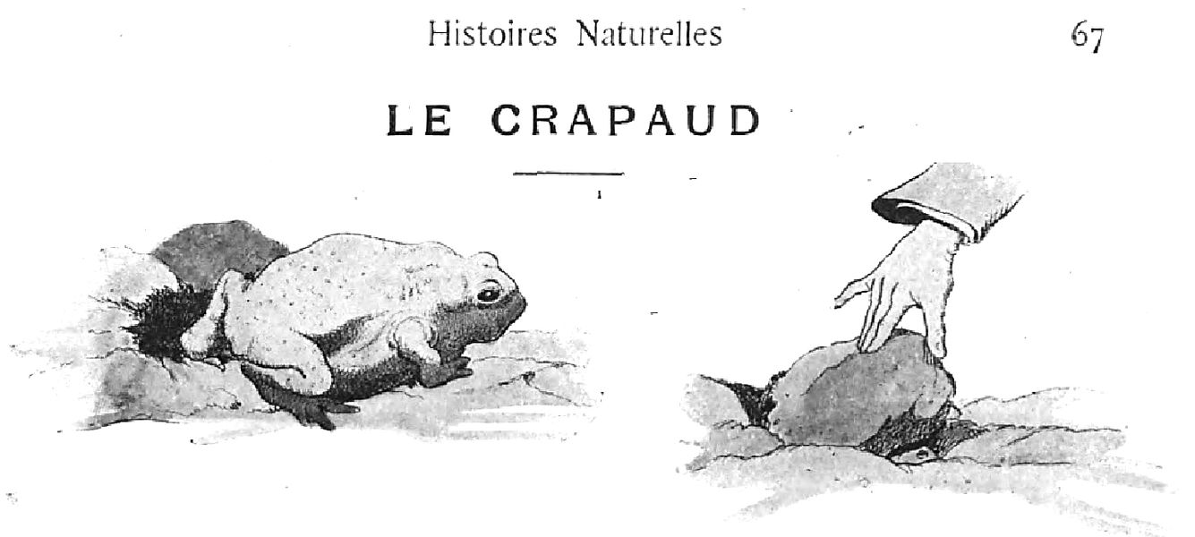 Le crapaud et la main de l'homme