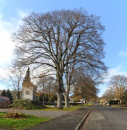 Rennerod, Lindenallee am Friedhofsweg