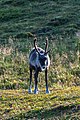* Nomination: Caribou (Rangifer tarandus), Honningsvåg, Norway --Poco a poco 09:19, 3 March 2020 (UTC) * * Review needed