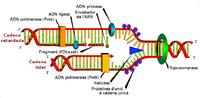 Thumbnail for File:Replicació de l'ADN.PNG