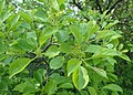 Rhamnus