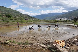 Rice planting in Bhutan 01.jpg