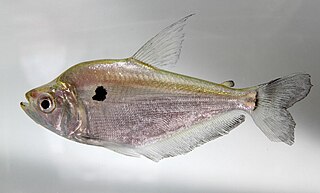 <i>Roeboides</i> Genus of fishes