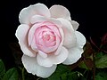 Rosa 'Heritage' J2.JPG