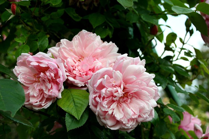 File:Rosa Albertine - Giverny04.jpg