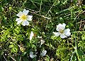 Rosa arvensis Germany - Tauberland