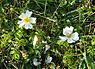 Bosroos (Rosa arvensis)