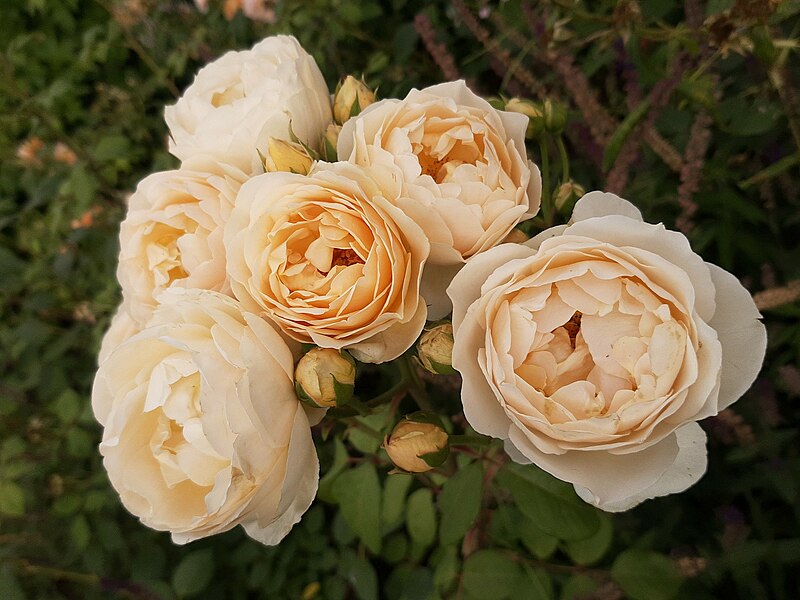 File:Rose flowers, Bingen.jpg