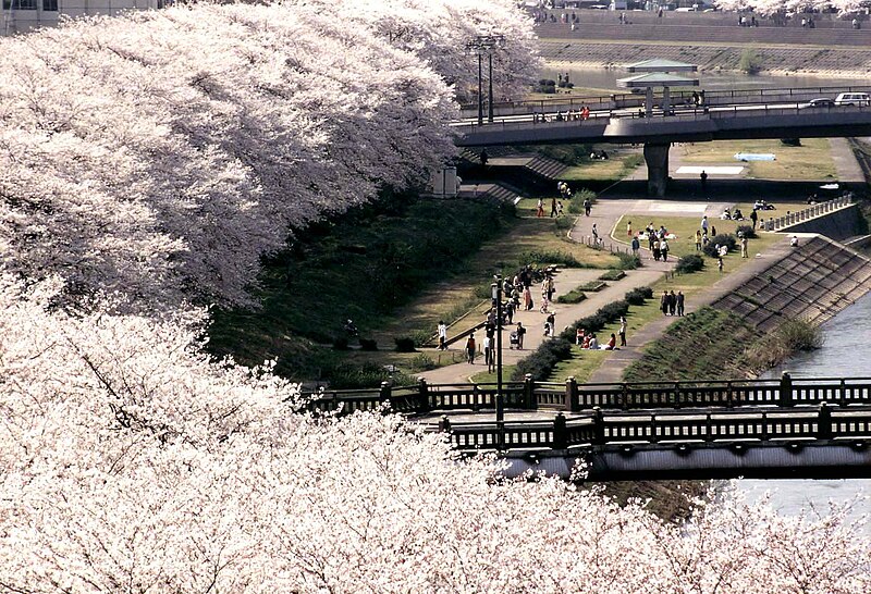 File:Row of sakura, Asuwa River, Fukui.jpg