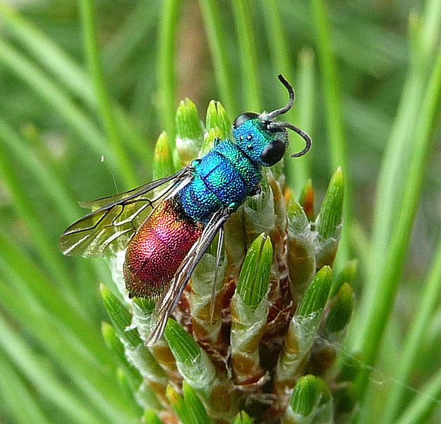 File:Ruby-tailed Wasp. Chrysis ignita - Flickr - gailhampshire (2).jpg