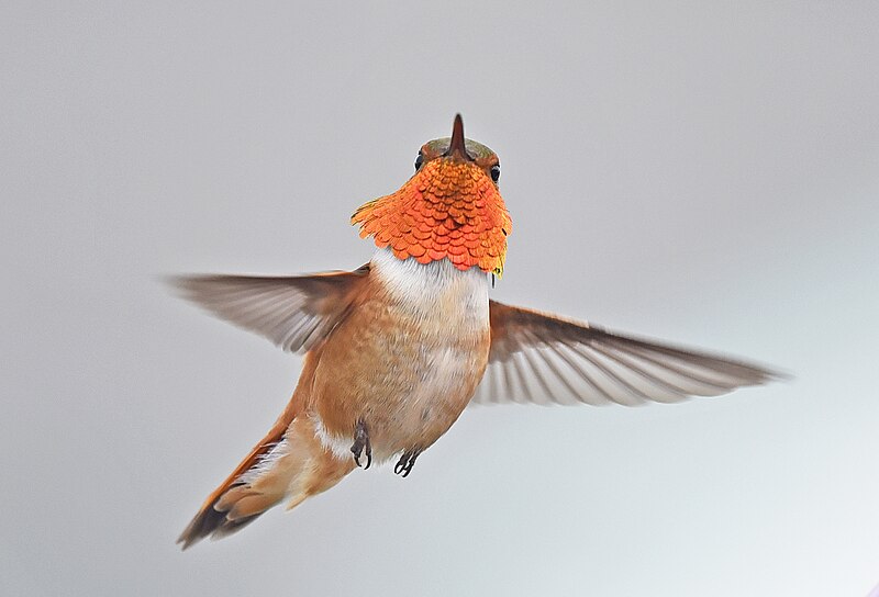 File:Rufous Hummingbird 5082.jpg