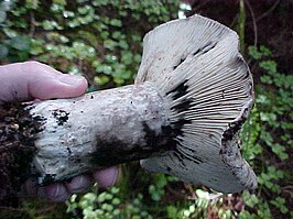 Zwartwitte russula