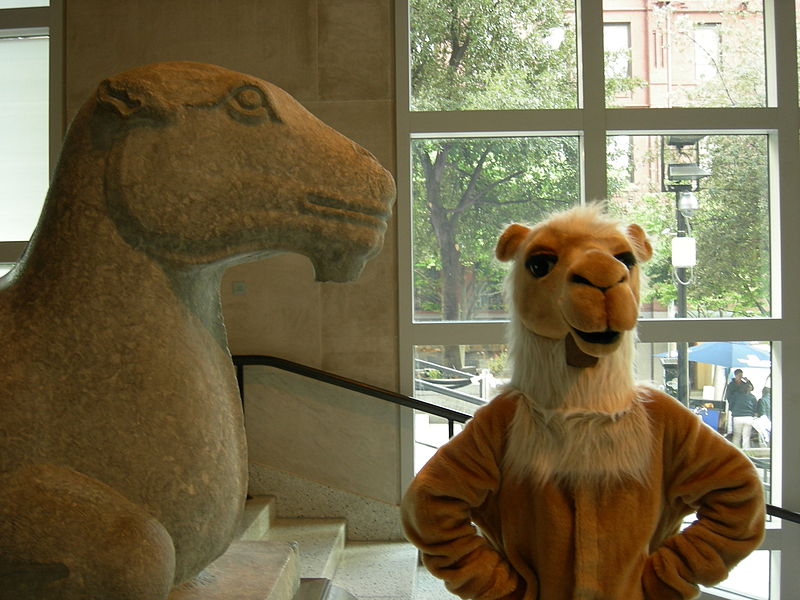 File:SAM camel 02.jpg